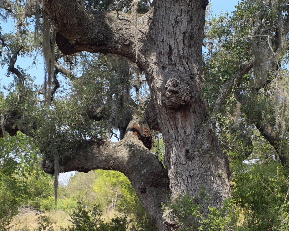 Operation Lederhosen