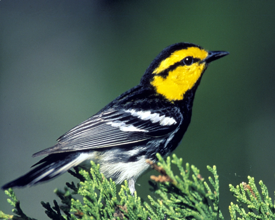 Golden Cheeked Warbler Habitat Assessment