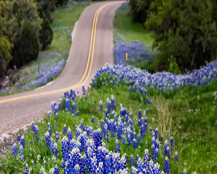 TxDOT FM 1518-Pape-Dawson